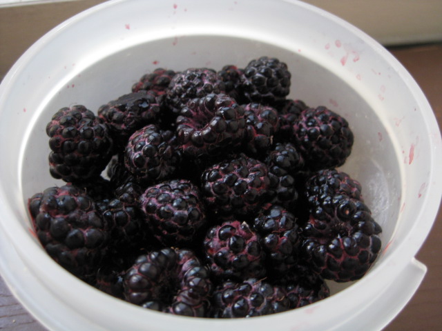 2009_08_04_berries